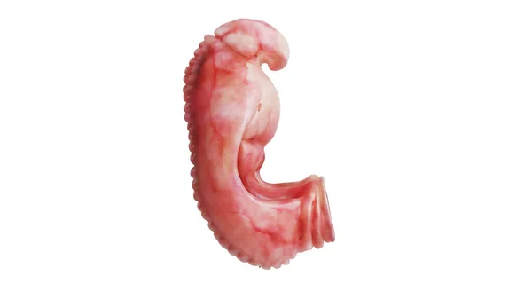 Embrion płód ludzki nienarodzony, widok z boku — Zdjęcie stockowe