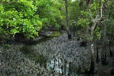Dünyanın en büyük mangrov orman Sundarbans, Bangladeş'te Kraliyet Bengal kaplanı ve Unesco Dünya Mirası site için ünlü Keora ağaçların köklerinin nefes.