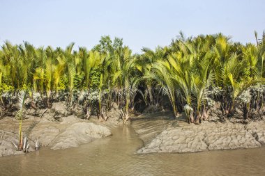 Dünyanın en büyük mangrov orman Sundarbans, Bangladeş'te Kraliyet Bengal kaplanı ve Unesco Dünya Mirası site için ünlü Keora ağaçların köklerinin nefes.