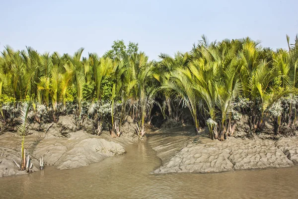 Dünyanın en büyük mangrov orman Sundarbans, Bangladeş'te Kraliyet Bengal kaplanı ve Unesco Dünya Mirası site için ünlü Keora ağaçların köklerinin nefes.