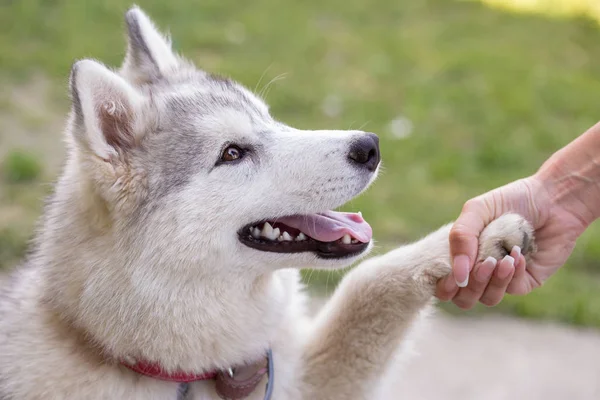 Cute little Husky puppy giving handshake outside
