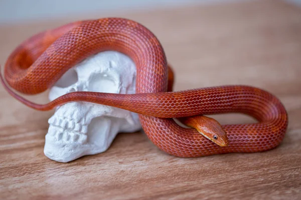 Hermosa Serpiente Maíz Rojo Sobre Cráneo Blanco Fondo Madera —  Fotos de Stock