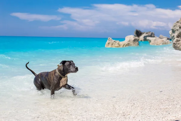 Okyanus gündüz oynayan güzel stafford köpek