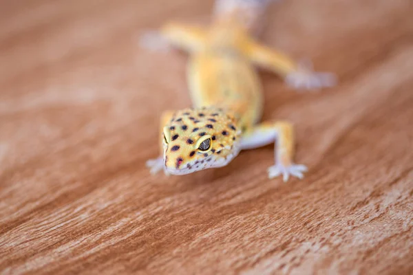 Hermoso Lagarto Amarillo Gecko Sobre Fondo Madera —  Fotos de Stock