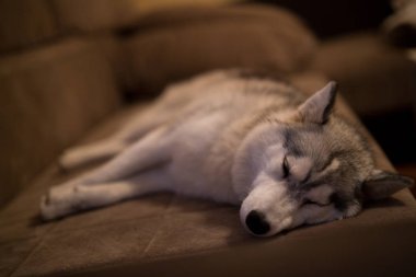 Akşam kanepede uyuyan sevimli küçük Husky köpek