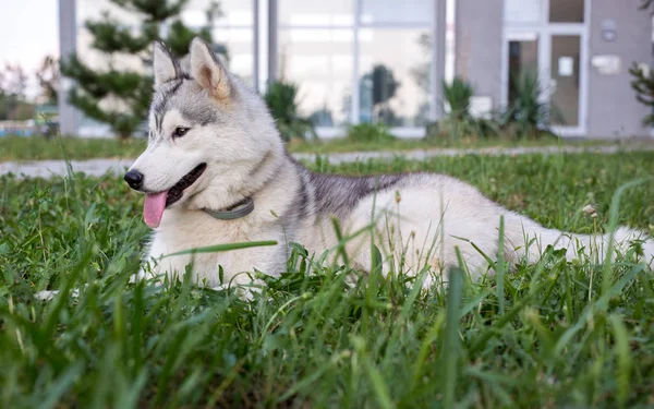 Όμορφη Νεαρά Σκυλιά Husky Ξαπλωμένος Στο Γρασίδι Της Ημέρας — Φωτογραφία Αρχείου