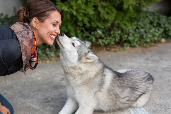 Cute young husky dog sniffing a beautiful woman outside