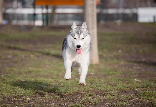 Jovem Cão Husky Feliz Correndo Fora Grama Durante Dia — Fotografia de Stock