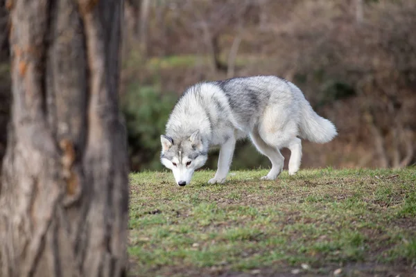 Young Husky dog sniffing on a tree outside daytime