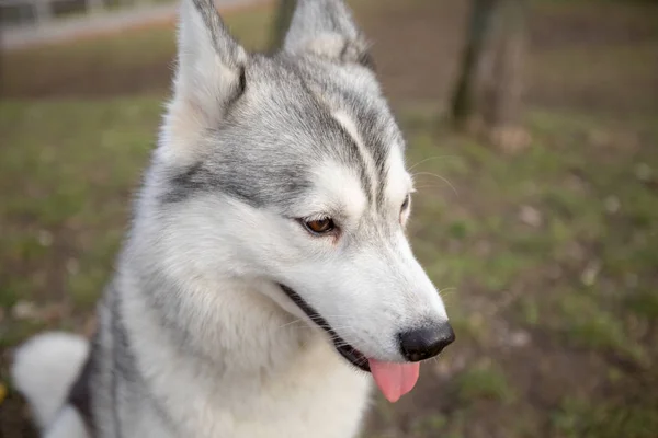 Süße Kleine Junge Husky Hund Nahaufnahme Zeigt Zunge — Stockfoto