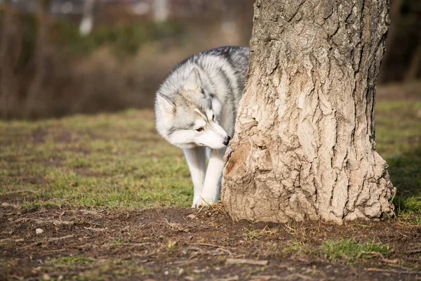 Jovem Husky Cão Farejando Uma Árvore Fora Dia — Fotografia de Stock