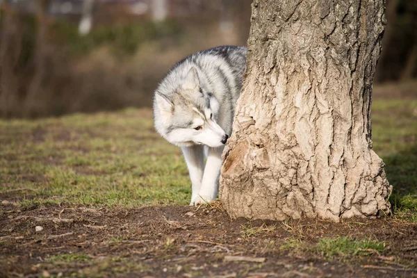 Young Husky Hond Snuiven Een Boom Buiten Overdag — Stockfoto