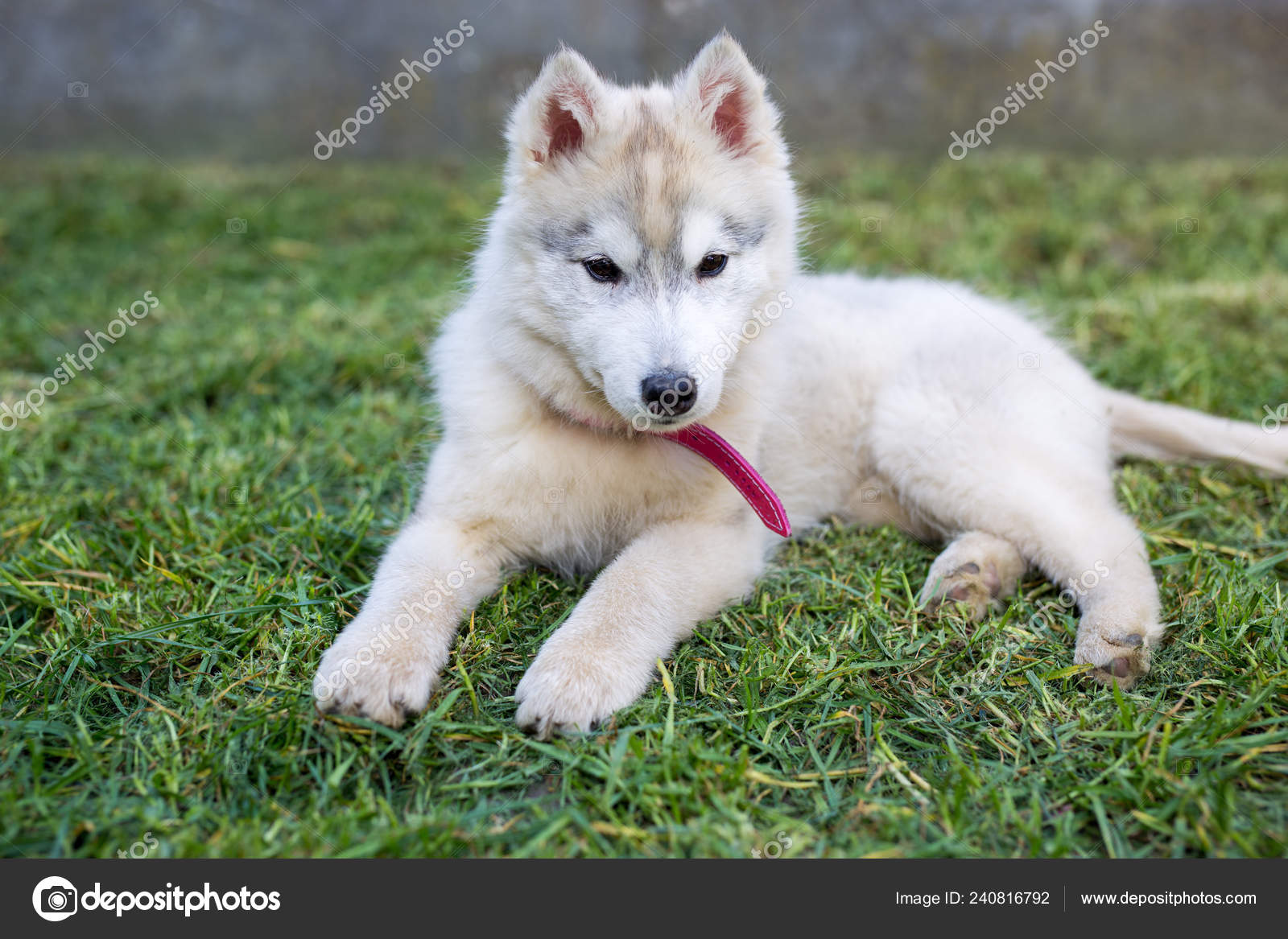 really cute baby husky puppies