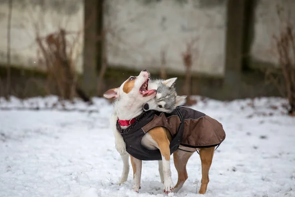 Két Gyönyörű Fiatal Kutyák Játék Kívül Park Hóban — Stock Fotó