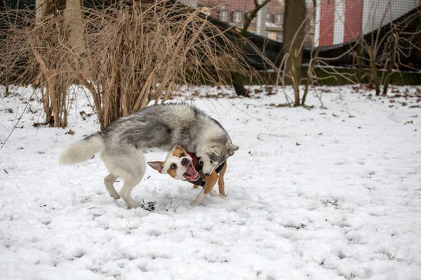 Два Прекрасных Молодых Пса Играют Парке Снегу — стоковое фото