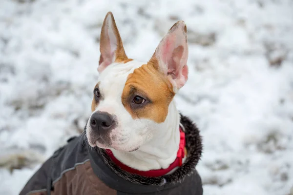 Красива Крупним Планом Молода Американська Стаффордська Собака Зовні Снігу — стокове фото