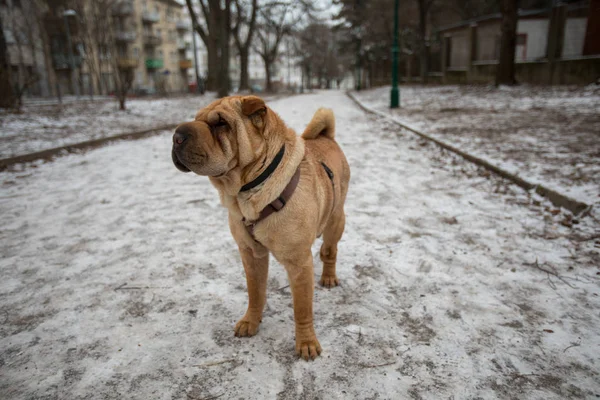 Sevimli küçük shar pei Çin köpek park gündüz