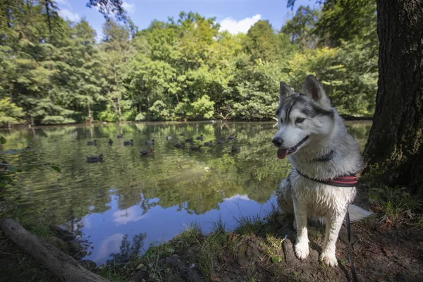 Schöner Junger Husky Hund Sitzt See — Stockfoto