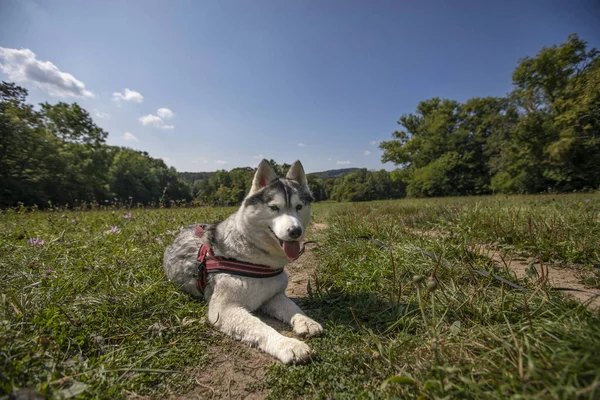 Bonito Jovem Husky Cão Deitado Grama — Fotografia de Stock