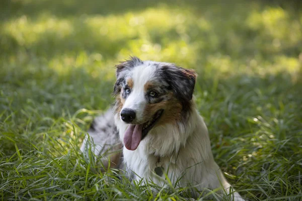 Красивая Молодая Собака Лежит Траве Высунутым Языком — стоковое фото