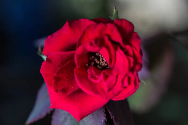 Close View Beautiful Red Flower — Stock Photo, Image