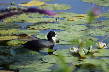 Nilüferler önünde sakarmeke