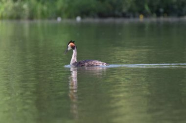 Büyük tepeli batağan yiyecek arama