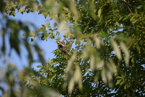 Gran Pájaro Carpintero Manchado Árbol — Foto de Stock