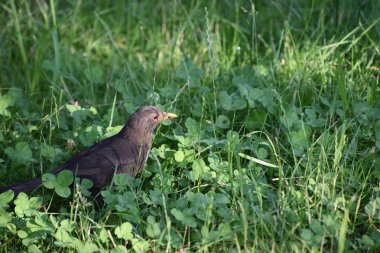 Sinek ile kadın siyah kuş