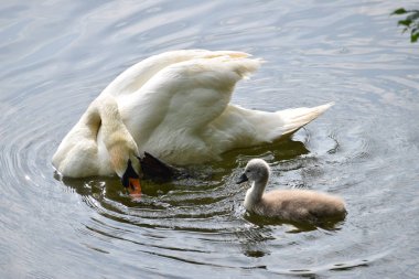 Kuğu damat gösterilmiştir