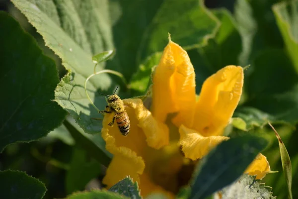 羊毛蜂正与花粉搏斗 图库图片