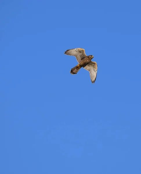 Hermosa Cernícalo Vuelo — Foto de Stock