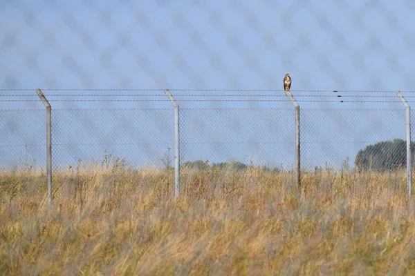 Tavukları koltukta şahin