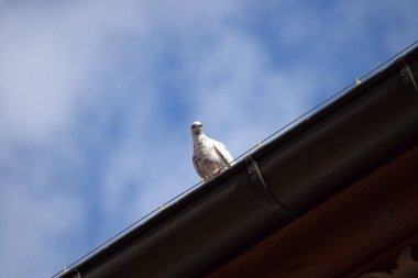 Güvercin bir oluk üzerinde