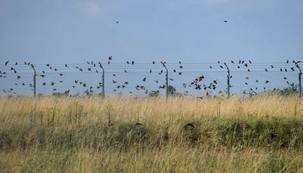 Vögel Vor Einem Zaun — Stockfoto