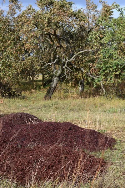 Bagaço Como Fertilizante Pomar Prado — Fotografia de Stock