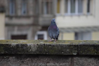Şehirdeki tek güvercin