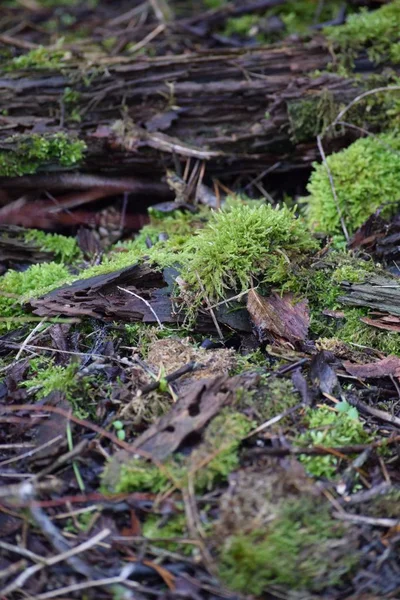 潮湿的森林地板上的苔藓 — 图库照片