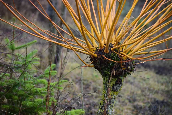 Noel ağacının yanındaki genç söğüt ağacı