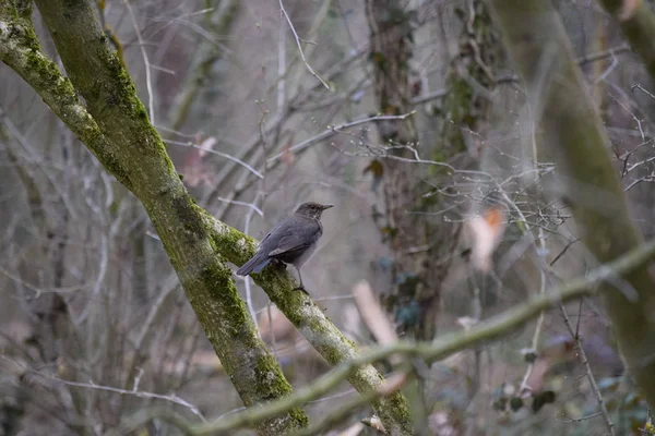 Черная Птица Лесу — стоковое фото