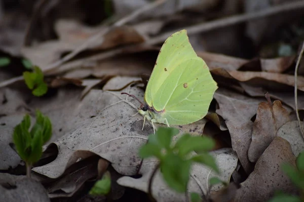 Mariposas Limón Suelo Del Bosque —  Fotos de Stock