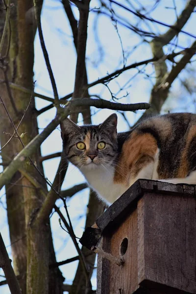 猫は鳥の餌箱に座っています — ストック写真