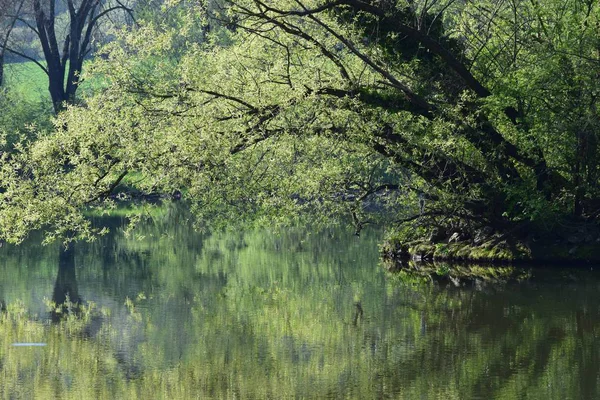 Las Floodplain Porannym Słońcu — Zdjęcie stockowe