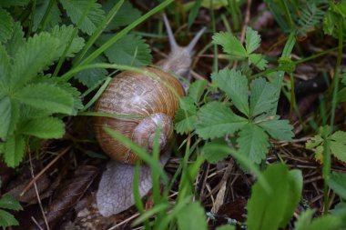Ormanda büyük eski Salyangoz