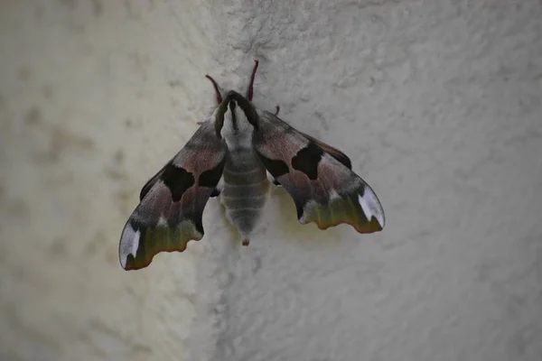 Lime Hawkmoth Veggen Huset – stockfoto