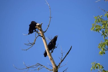 Ölü bir Dal üzerinde ekim kargalar