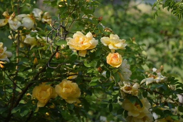 Κίτρινο Άγριο Τριαντάφυλλο Στην Άγρια Φύση — Φωτογραφία Αρχείου
