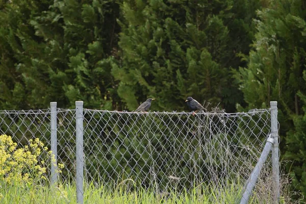 Bir Çit Üzerinde Bir Starling Çift — Stok fotoğraf