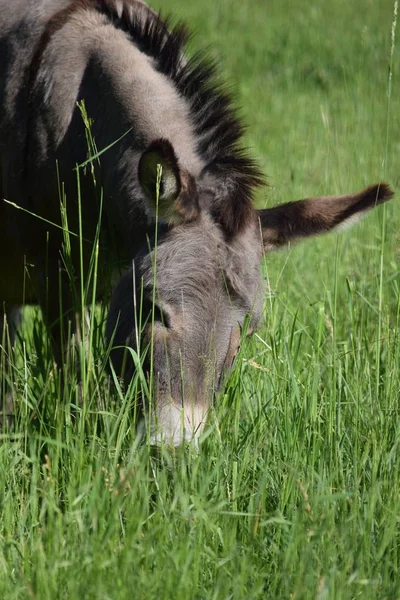 Donkey in the Grass