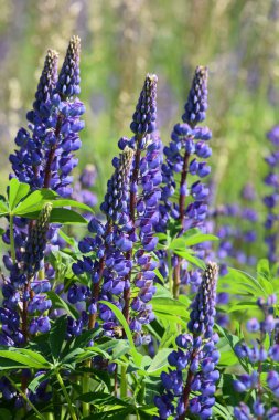 Sunshine mavi Lupine alan